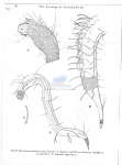 Prochaetosoma arcticum