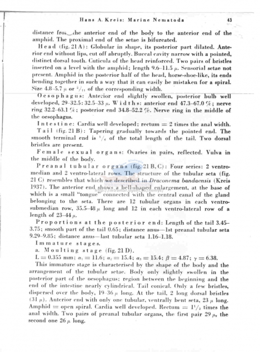 Prochaetosoma arcticum