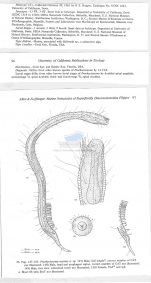 Prochaetosoma cayense