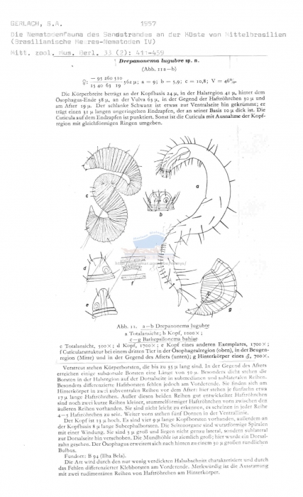 Prochaetosoma lugubre