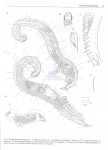 Nematode file-library of the Marine Biology Section (Ghent University, Belgium)