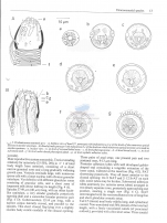 Prochaetosoma martensi