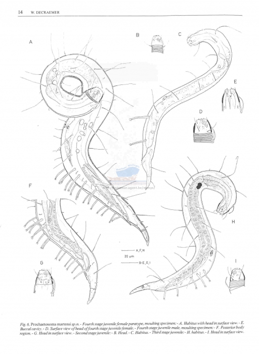 Prochaetosoma martensi