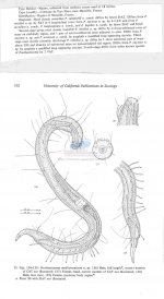 Prochaetosoma mediterranicum