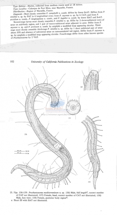 Prochaetosoma mediterranicum