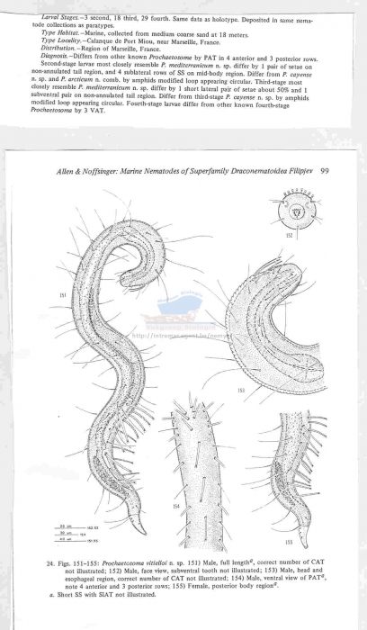 Prochaetosoma vitielloi