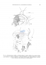 Prochaetosoma vitielloi