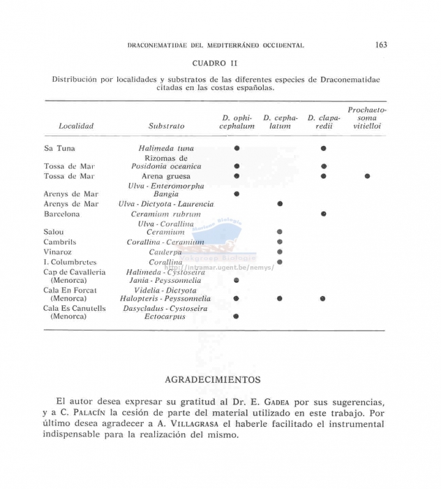 Prochaetosoma vitielloi