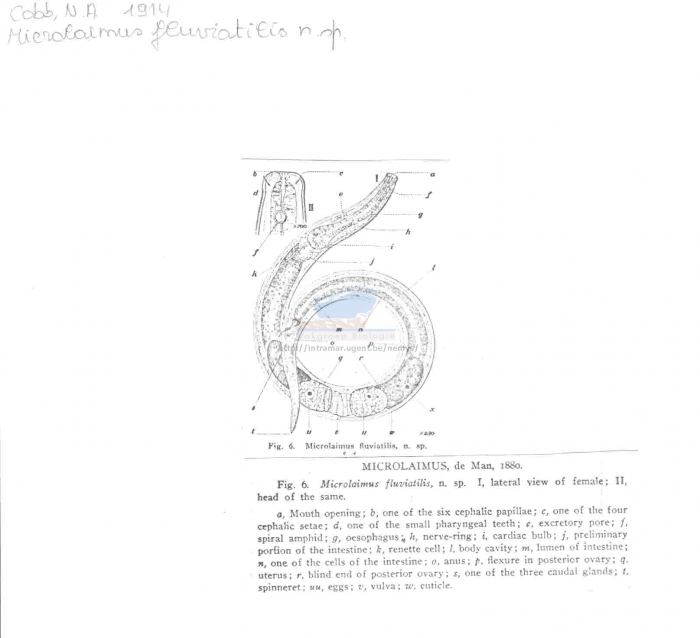 Prodesmodora circulata