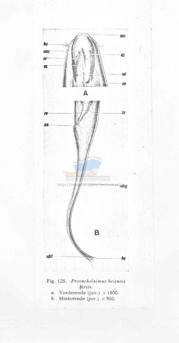 Prooncholaimus keiensis