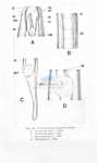 Prooncholaimus longisetosus