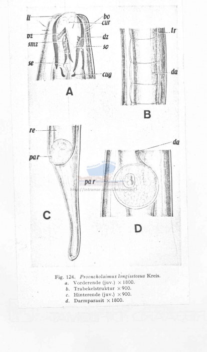 Prooncholaimus longisetosus