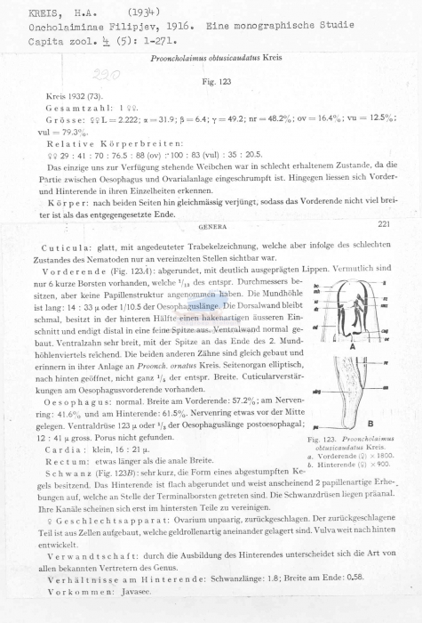 Prooncholaimus obtusicaudatus