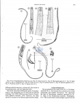 Nematode file-library of the Marine Biology Section (Ghent University, Belgium)