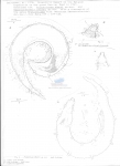 Nematode file-library of the Marine Biology Section (Ghent University, Belgium)