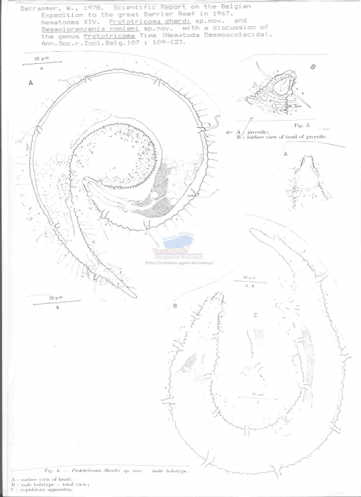 Prototricoma dherdei