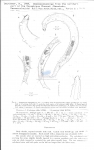 Nematode file-library of the Marine Biology Section (Ghent University, Belgium)