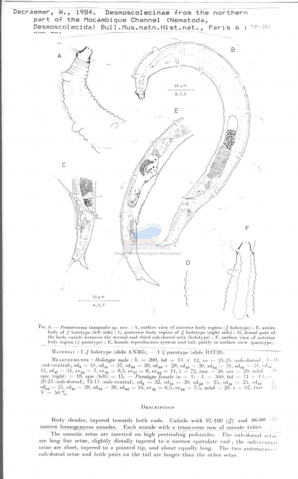 Prototricoma inaequalis