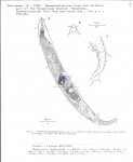 Prototricoma paralongicauda