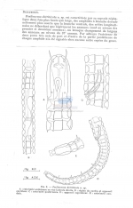 Pselionema detriticola