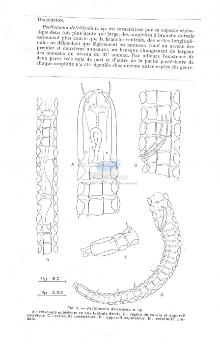 Pselionema detriticola