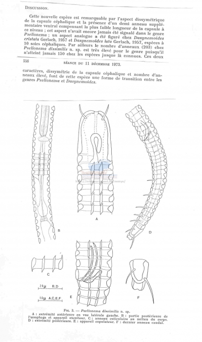 Pselionema dissimile