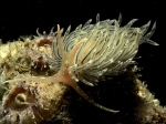 Nudibranchia