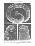 Pseudochromadora cazca