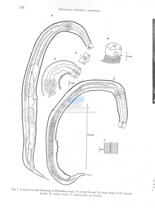 Pseudochromadora cazca