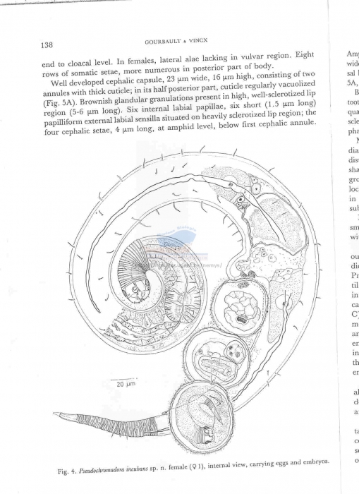 Pseudochromadora incubans