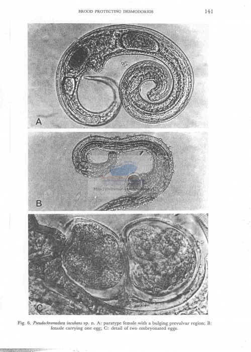 Pseudochromadora incubans