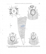 Pseudodesmodora amphidiscata