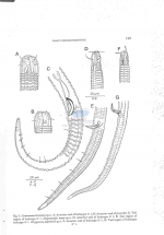 Pterygonema papenkuili