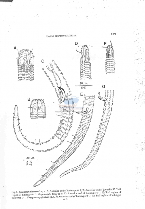 Pterygonema papenkuili