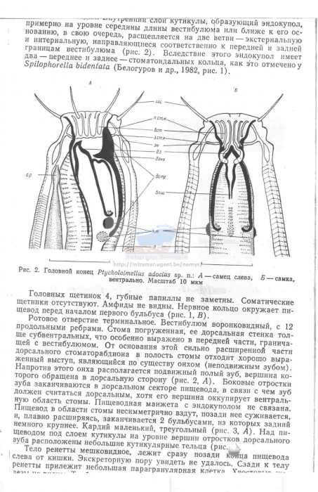 Ptycholaimellus adocius