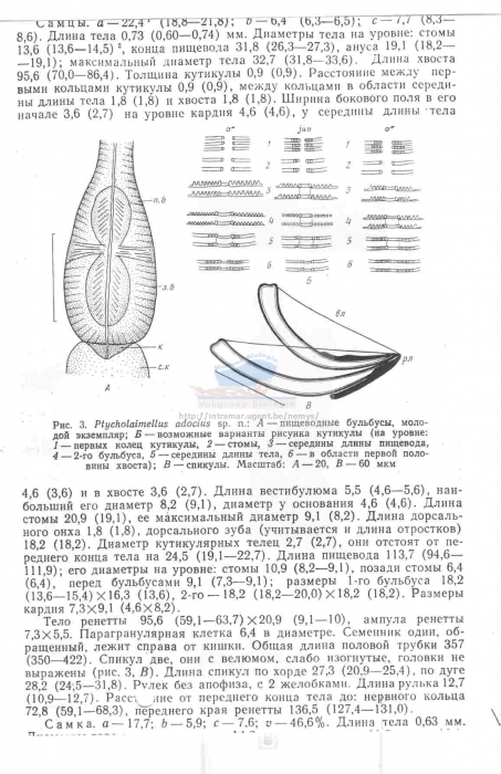 Ptycholaimellus adocius