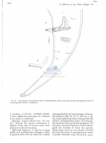 Ptycholaimellus hibernus