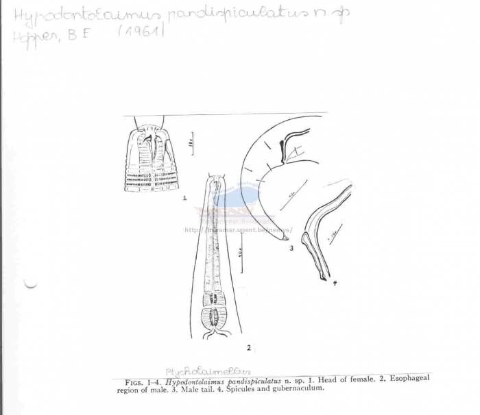 Ptycholaimellus pandispiculatus