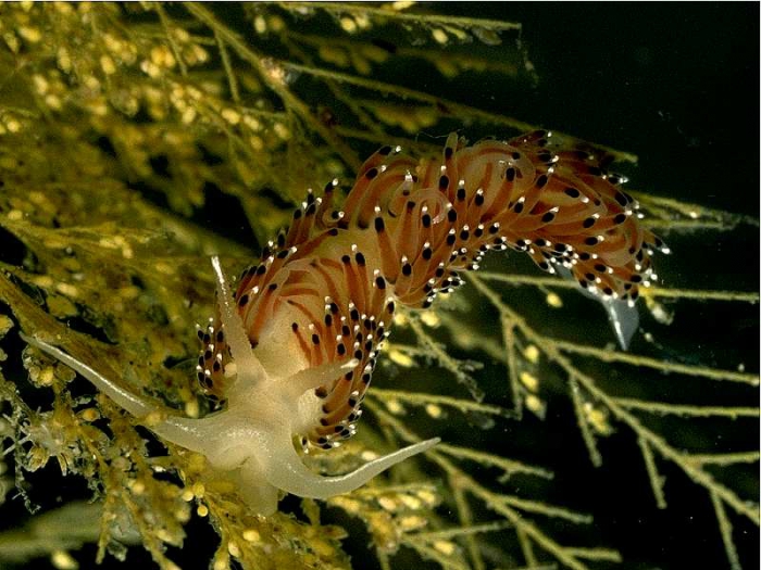 Caloria elegans (Alder & Hancock, 1845)