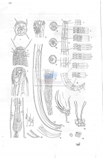 Ptycholaimellus setosus