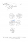 Nematode file-library of the Marine Biology Section (Ghent University, Belgium)