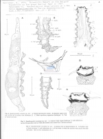 Quadricomoides coomansi