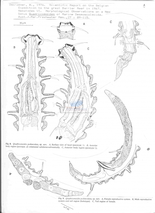 Quadricomoides pedunculata