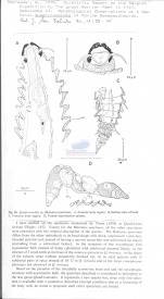 Quadricomoides