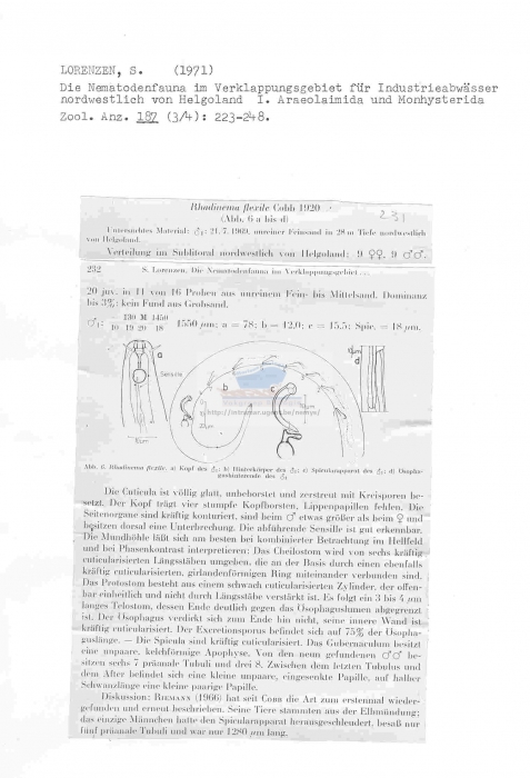 Rhabdinema flexile