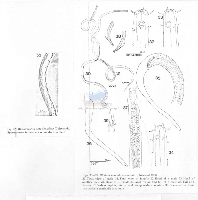 Rhabdocoma obitusicaudata