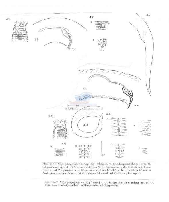 Rhips galapagensis