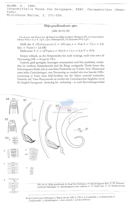 Rhips gracilicauda