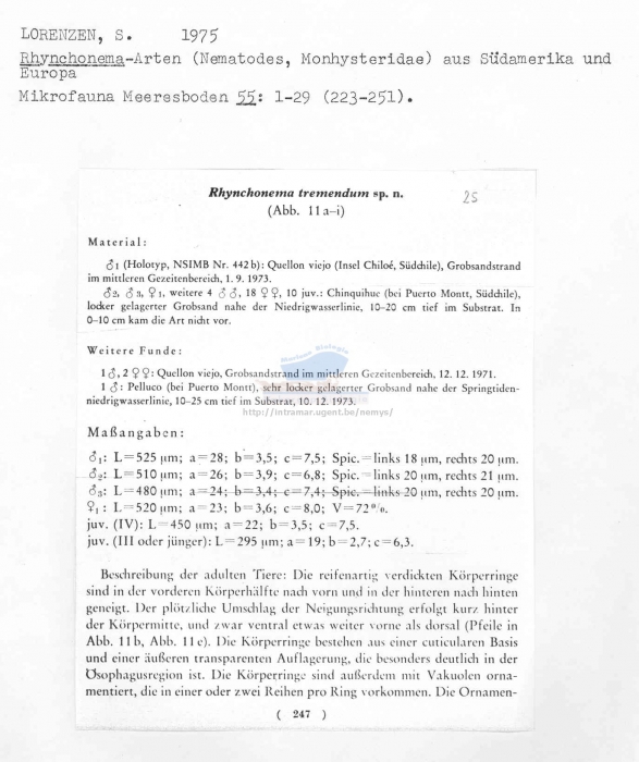 Rhynchonema tremendum