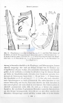 Nematode file-library of the Marine Biology Section (Ghent University, Belgium)
